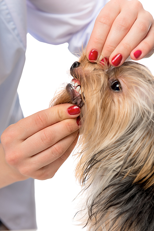 vet dentist examining dog's teeth on a white background