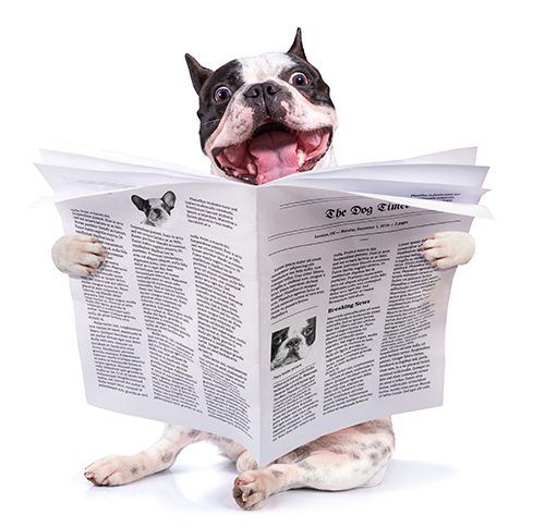 french bulldog reading a newspaper